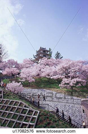 Stock Photograph - Cherry blossoms in Takatoh Park. Fotosearch