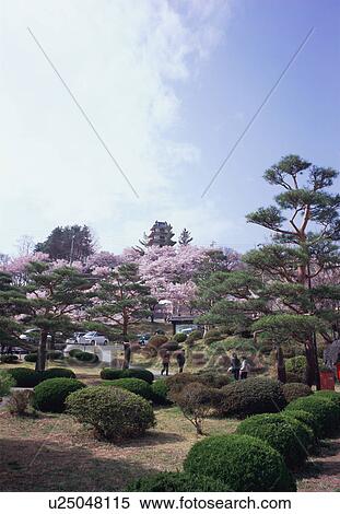 Stock Photography - Cherry blossoms in Takatoh Park. Fotosearch