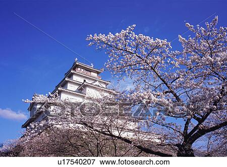 Stock Photo - Cherry blossoms in Tsurugajo Castle, Fukushima Prefecture, Japan. Fotosearch