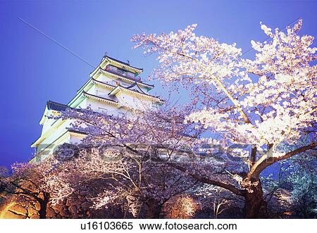 Stock Photography - Cherry blossoms in Tsurugajo Castle, Fukushima Prefecture, Japan. Fotosearch