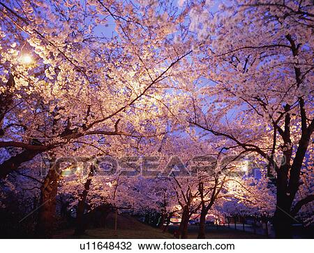 Cherry blossoms in Tsuruoka Park at night View Large Photo Image Stock Image - Cherry blossoms in Tsuruoka Park at night. Fotosearch
