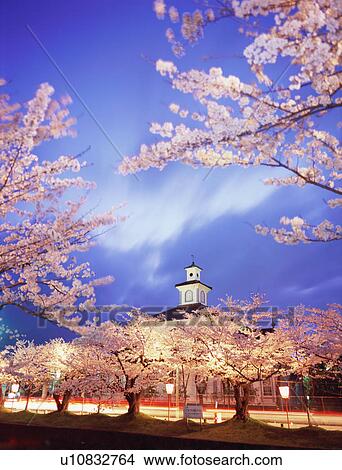 Cherry blossoms in Tsuruoka Park View Large Photo Image Picture - Cherry blossoms in Tsuruoka Park. Fotosearch