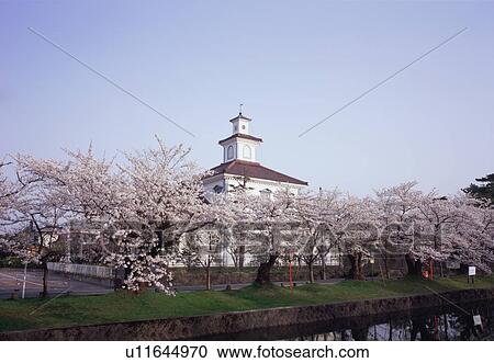 Cherry blossoms in Tsuruoka Park View Large Photo Image Stock Image - Cherry blossoms in Tsuruoka Park. Fotosearch