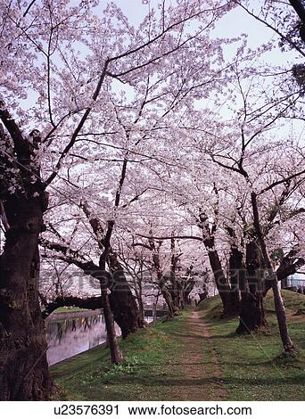 Stock Image - Cherry blossoms in Tsuruoka Park. Fotosearch