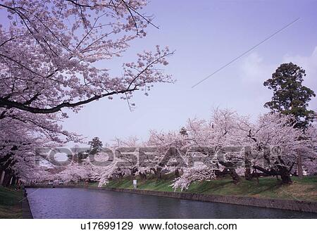 Stock Photo - Cherry blossoms in Tsuruoka Park. Fotosearch
