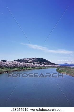 Cherry blossoms on river bank View Large Photo Image Stock Photo - Cherry blossoms on river bank. Fotosearch