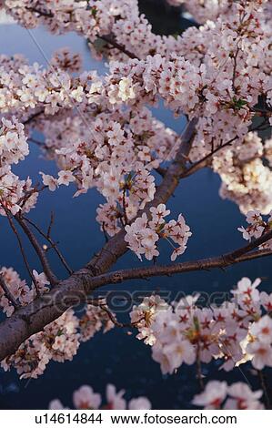 Cherry Blossoms View Large Photo Image Picture - Cherry Blossoms. Fotosearch