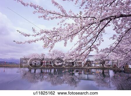 Cherry blossoms reflected upon pond View Large Photo Image Stock Image - Cherry blossoms reflected upon pond. Fotosearch