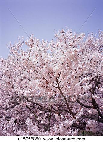 Cherry blossoms View Large Photo Image Stock Image - Cherry blossoms. Fotosearch