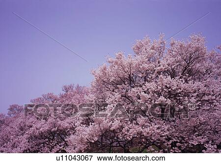 Cherry blossoms View Large Photo Image Stock Photo - Cherry blossoms. Fotosearch