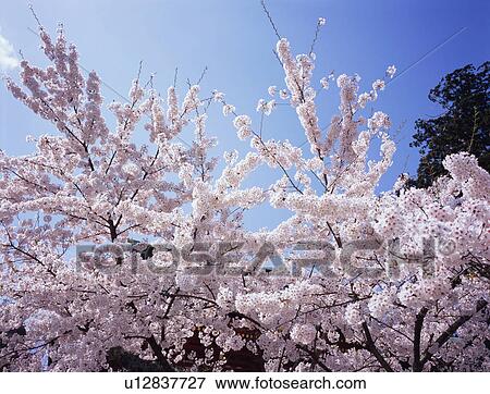 Stock Photo - Cherry blossoms. Fotosearch