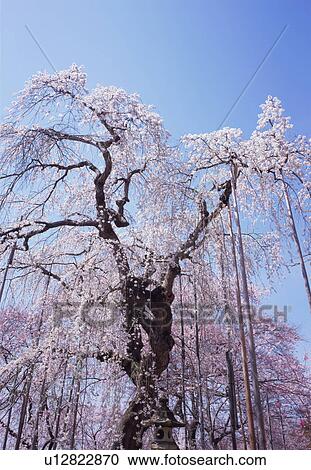 Stock Image - Cherry blossoms, Yamagata Prefecture, Japan. Fotosearch