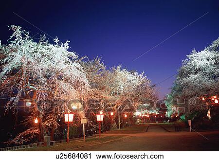Stock Image - Cherry blossoms, Yamagata Prefecture, Japan. Fotosearch