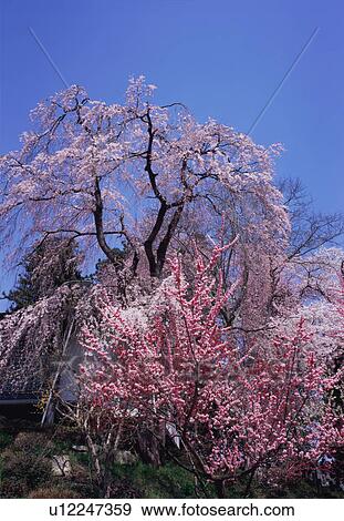 Stock Photo - Cherry blossoms, Yamagata Prefecture, Japan. Fotosearch