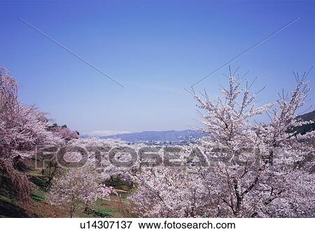 Stock Photo - Cherry blossoms, Yamagata Prefecture, Japan. Fotosearch