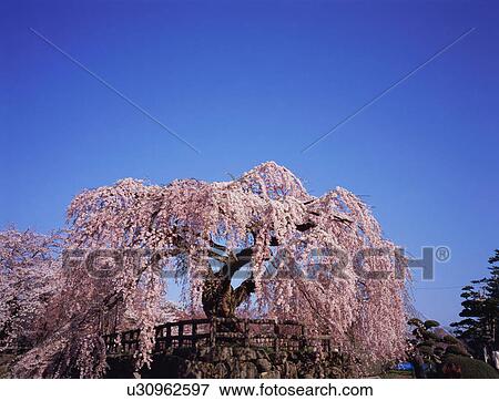 Stock Photo - Cherry tree in Hirosaki Castle. Fotosearch