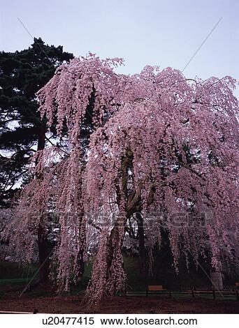 Cherry tree in Hirosaki Castle View Large Photo Image Stock Photography - Cherry tree in Hirosaki Castle. Fotosearch