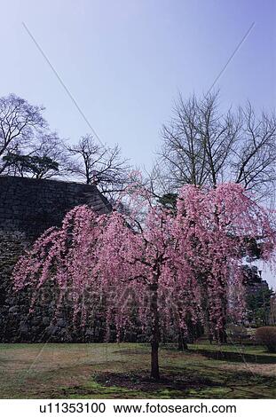 Stock Image - Cherry tree in Morioka castle park. Fotosearch