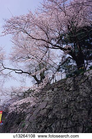 Cherry tree in Morioka castle park View Large Photo Image Stock Photo - Cherry tree in Morioka castle park. Fotosearch