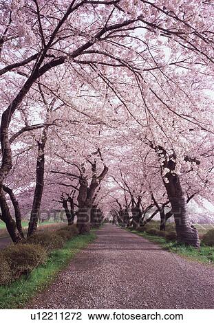 Cherry trees in a row View Large Photo Image Stock Image - Cherry trees in a row. Fotosearch