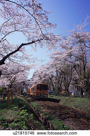 Cherry trees in Ashino Park View Large Photo Image Stock Photograph - Cherry trees in Ashino Park. Fotosearch
