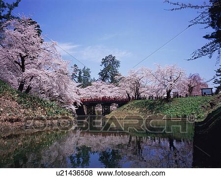 Stock Photo - Cherry trees in Hirosaki Castle. Fotosearch