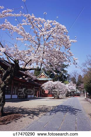 Stock Image - Cherry trees in Shiogama shrine. Fotosearch
