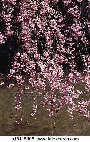 Stock Photo - Gion, Kyoto Prefecture, Japan. Fotosearch