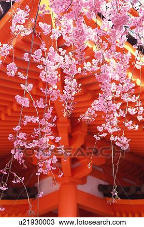 Heian Jingu Shrine, Kyoto Prefecture, Japan View Large Photo Image Stock Image - Heian Jingu Shrine, Kyoto Prefecture, Japan. Fotosearch