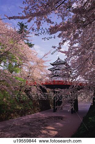 Hirosaki Castle in spring View Large Photo Image Picture - Hirosaki Castle in spring. Fotosearch