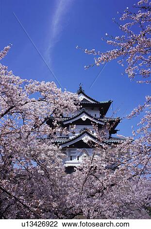 Stock Image - Hirosaki Castle in spring. Fotosearch