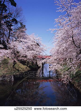 Stock Image - Hirosaki Castle in spring. Fotosearch