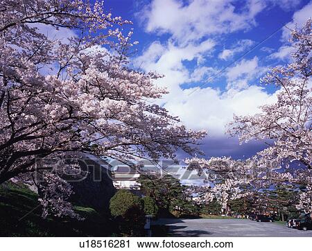Kasumigajo Park, Fukushima Prefecture, Japan View Large Photo Image Stock Image - Kasumigajo Park, Fukushima Prefecture, Japan. Fotosearch