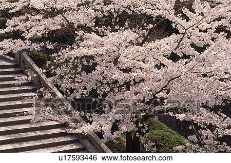 Stock Photograph - Kiyomizu-dera Temple, Kyoto Prefecture, Japan. Fotosearch
