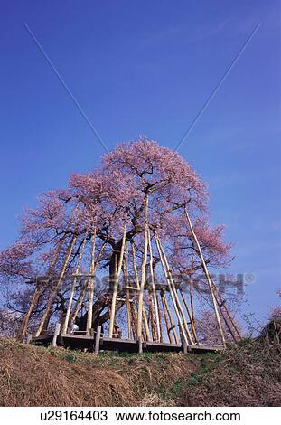Kubo Sakura in Yamagata Prefecture, Japan View Large Photo Image Stock Image - Kubo Sakura in Yamagata Prefecture, Japan. Fotosearch