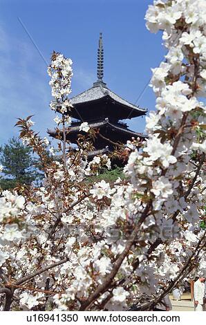 Stock Image - Ninnaji Temple, Kyoto Prefecture, Japan. Fotosearch