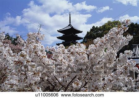 Stock Photograph - Ninnaji Temple, Kyoto Prefecture, Japan. Fotosearch