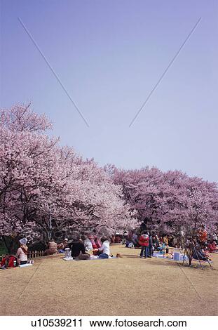 People sitting in a park viewing cherry blossoms View Large Photo Image Stock Image - People sitting in a park viewing cherry blossoms. Fotosearch
