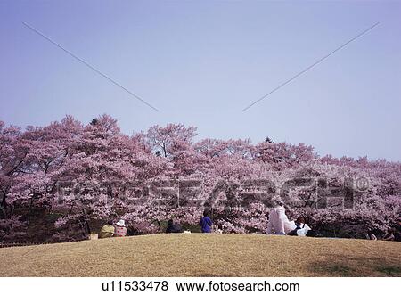 Stock Photo - People sitting in a park viewing cherry blossoms. Fotosearch
