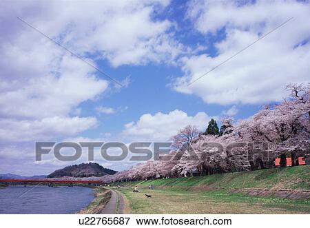 Row of cherry blossom trees View Large Photo Image Stock Photo - Row of cherry blossom trees. Fotosearch