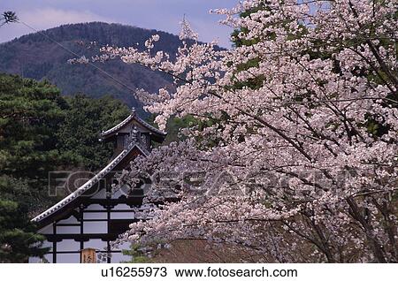 Stock Image - Tenryu-ji Temple, Kyoto Prefecture, Japan. Fotosearch