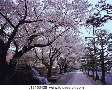 Treelined street with cherry blossoms View Large Photo Image Stock Photography - Treelined street with cherry blossoms. Fotosearch