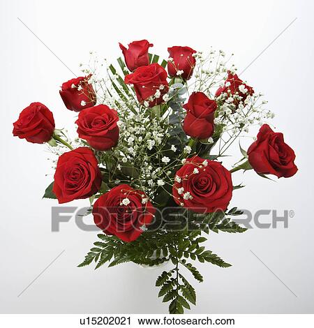 Bouquet of long-stemmed red roses with baby's breath against white background. View Large Photo Image Stock Image - Bouquet of long-stemmed red roses with baby's breath against white background.. Fotosearch