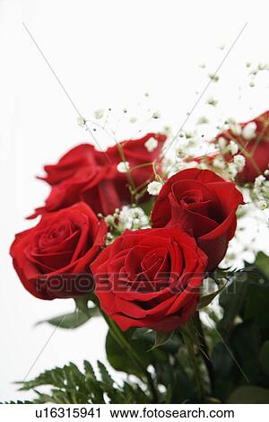 Stock Image - Bouquet of long-stemmed red roses with baby's breath against white background.. Fotosearch