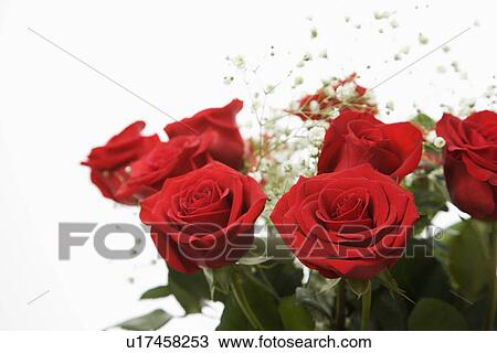 Bouquet of long-stemmed red roses with baby's breath against white background. View Large Photo Image Stock Image - Bouquet of long-stemmed red roses with baby's breath against white background.. Fotosearch