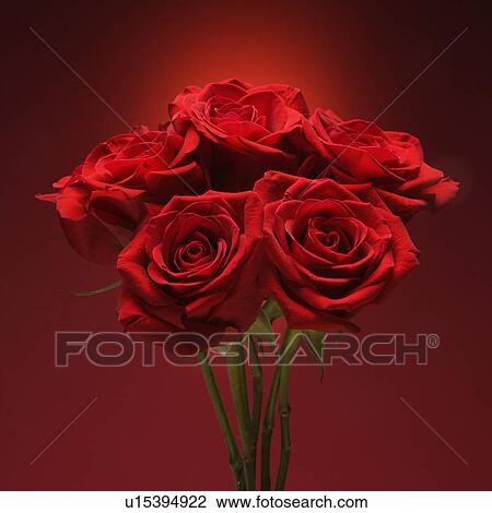 Stock Image - Bouquet of red roses against red background.. Fotosearch
