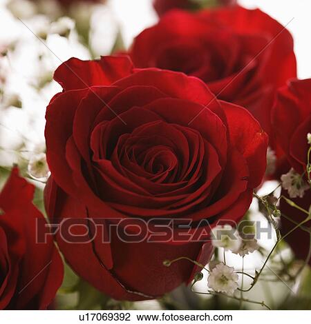 Stock Image - Close-up of bouquet of red roses with baby's breath.. Fotosearch