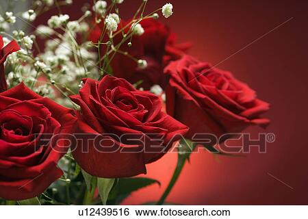 Close-up of bouquet of red roses with baby's breath against red background. View Large Photo Image Stock Photograph - Close-up of bouquet of red roses with baby's breath against red background.. Fotosearch