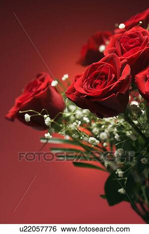 Close-up of bouquet of red roses with baby's breath against red background. View Large Photo Image Stock Photograph - Close-up of bouquet of red roses with baby's breath against red background.. Fotosearch