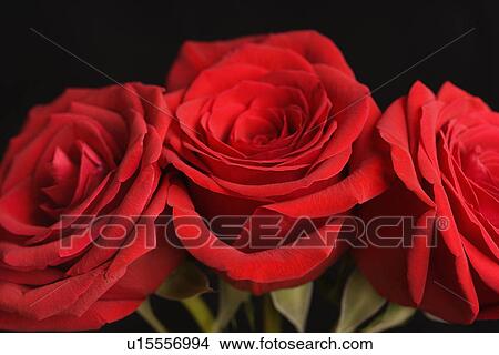 Close-up of three red roses against black background. View Large Photo Image Picture - Close-up of three red roses against black background.. Fotosearch